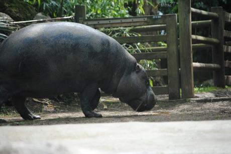 {animal de la semaine} L'hippopotame nain.