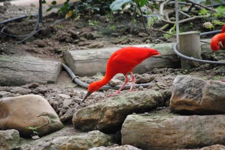 (2) L'ibis rouge. 