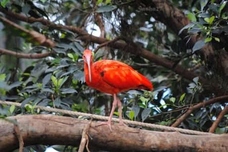 (4) L'ibis rouge. 