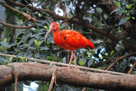 (5) L'ibis rouge. 
