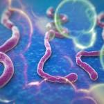 image de ebola