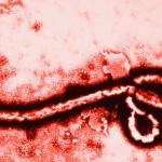 image de ebola