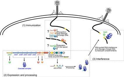 Immunité CRISPR Immunité CRISPR