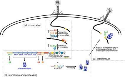 Immunité CRISPR