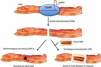 CRISPR bacon: a sizzling technique to generate genetically engineered pigs CRISPR bacon: a sizzling technique to generate
genetically engineered pigs