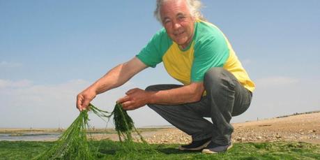 Charente-Maritime : pourquoi autant d'algues vertes ?