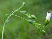 Linum catharticum (Lin purgatif)