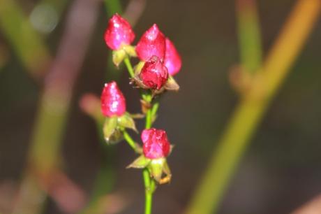 Rosiers