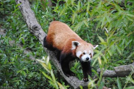 (4) Ying, le panda roux