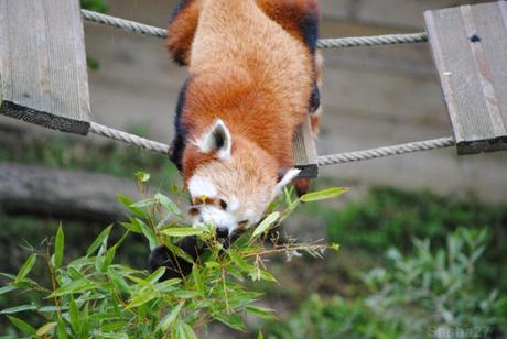 (49) Ying, le panda roux