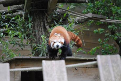 (18) Ying, le panda roux