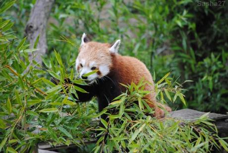 (35) Ying, le panda roux