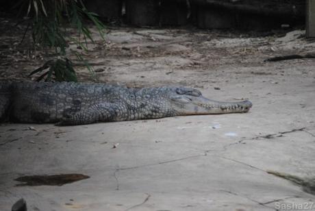 (1) Le crocodile à museau allongé d'Afrique.