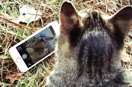 Cat Selfie sur iPhone