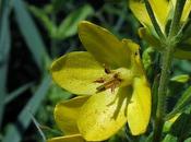 Lysimachia vulgaris (Lysimaque commune)