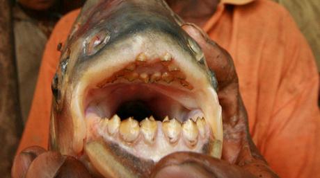 pacu-le-poisson-aux-deux-rangees-de-dents
