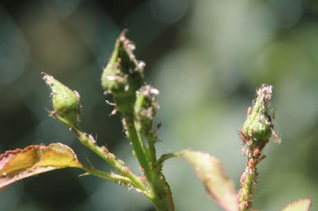 Les pucerons sont là