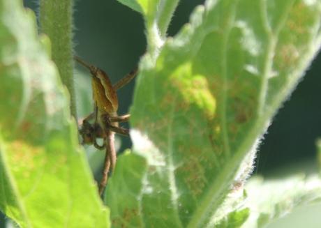 Comment emballer les fleurs d'eupatoire