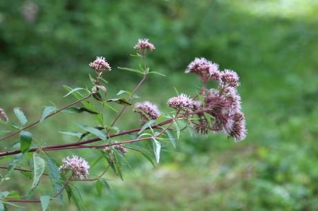 Comment emballer les fleurs d'eupatoire