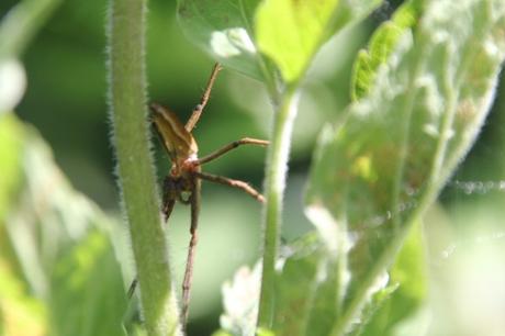 Comment emballer les fleurs d'eupatoire