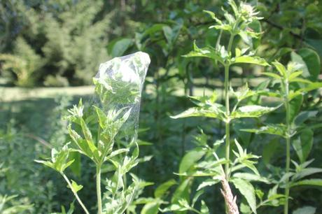 Comment emballer les fleurs d'eupatoire