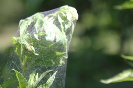 Comment emballer les fleurs d'eupatoire