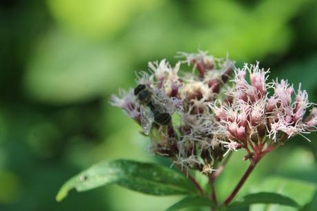 Comment emballer les fleurs d'eupatoire