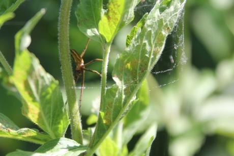 Comment emballer les fleurs d'eupatoire