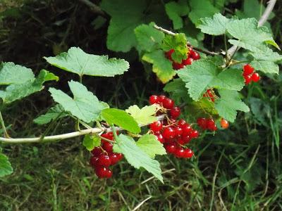 En pleine cueillette des fruits rouges