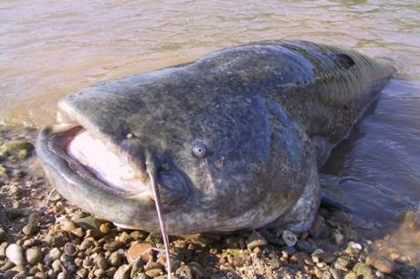 Internet : un nouveau site pour tout savoir sur la faune exotique en Aquitaine espèces invasives,faune sauvage,aquitaine