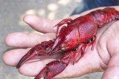 Internet : un nouveau site pour tout savoir sur la faune exotique en Aquitaine espèces invasives,faune sauvage,aquitaine