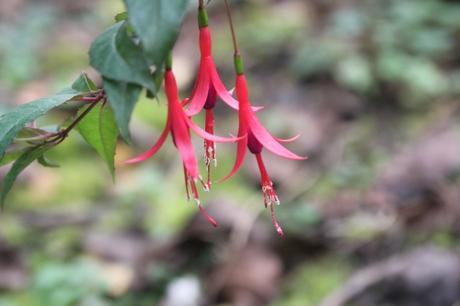 Fuchsia regia ssp reitzii