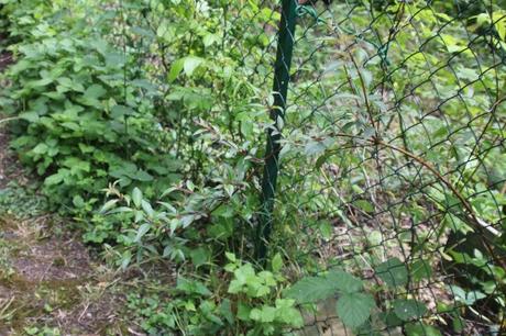 Fuchsia regia ssp reitzii