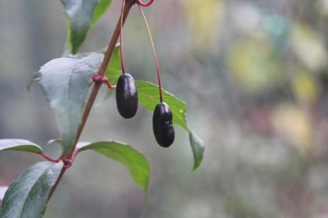 Fuchsia regia ssp reitzii