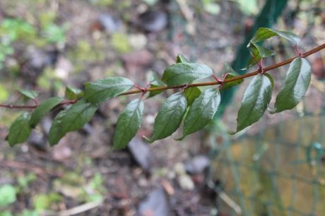 Fuchsia regia ssp reitzii