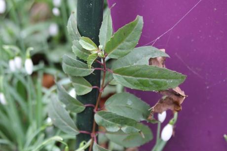 Fuchsia regia ssp reitzii