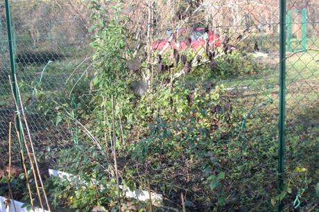 Fuchsia regia ssp reitzii