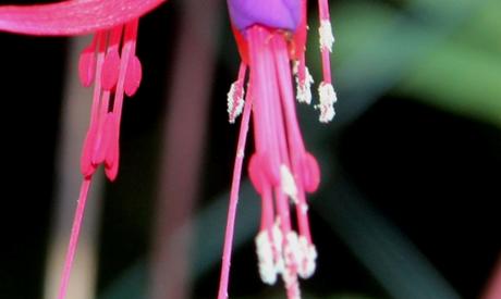 Fuchsia regia ssp reitzii