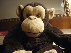 Tommy the Monkey, dubuc, voyages avec mon singe