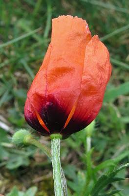 Papaver argemone (Coquelicot argémone)