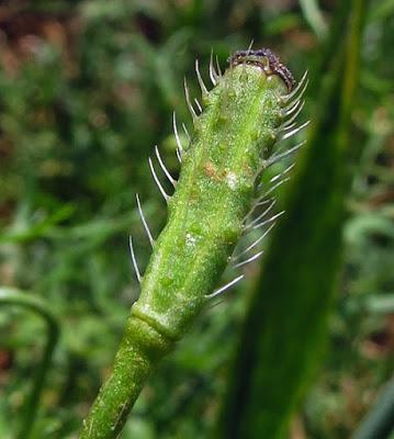 Papaver argemone (Coquelicot argémone)