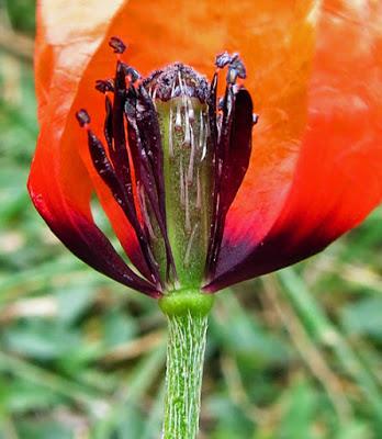 Papaver argemone (Coquelicot argémone)