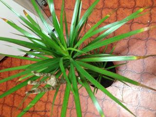 J'ai trouvé une plante dans la rue !