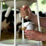 DESIGN : La nouvelle vache à lait