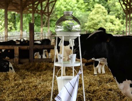 5-5-design-studios-vache-a-lait-project-2