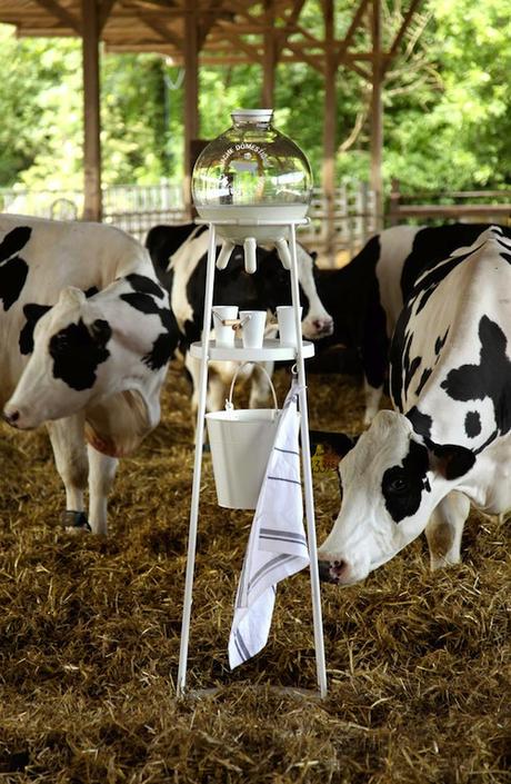 5-5-design-studios-vache-a-lait-project-8