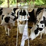 DESIGN : La nouvelle vache à lait