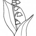 illustration de muguet