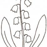 illustration de muguet