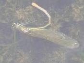 Mais fait-elle sous l’eau